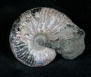 Pyritized Ammonite From Russia - #7296-1